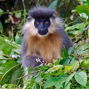 Capped Langur