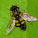 Syrphid Fly