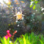 Garden Spider