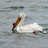 American White Pelican