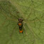 Tailed Jumping Spider