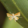 Undulambia rarissima