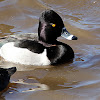 (Male) Ring-necked Duck