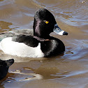 (Male) Ring-necked Duck