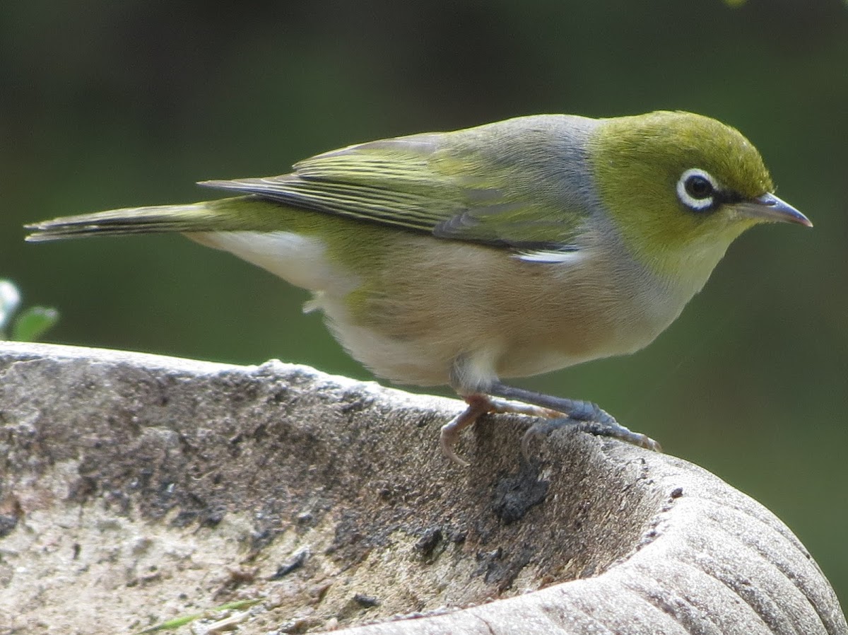 Silvereye or Wax-eye