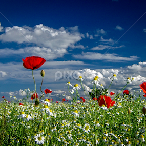Red poppies by Zoran Rudec - Flowers Flowers in the Wild
