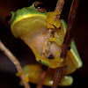 Dainty Green Tree Frog