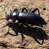 Darkling Beetle (Stink Bug)