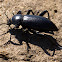 Darkling Beetle (Stink Bug)