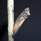 Pupa of the Common Mime Butterfly