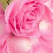 Pretty Waterdrops Pics HD