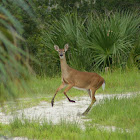 White-tailed Deer (female)