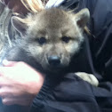 Baby wolf