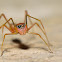Ant Mimic Jumping Spider