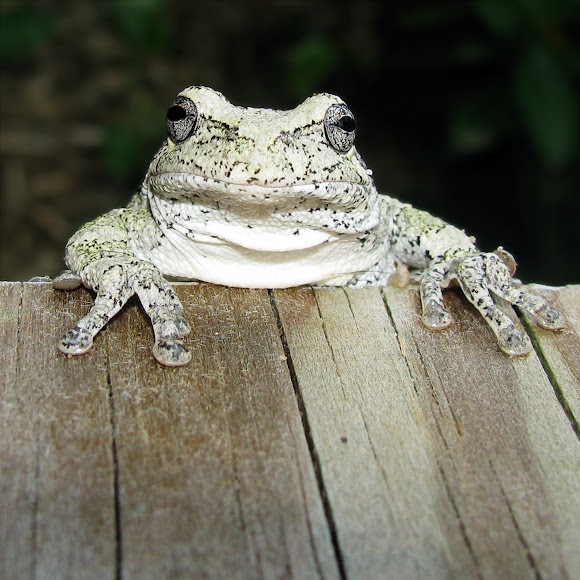 Gray Tree Frog Project Noah