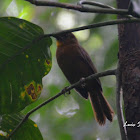 Red-throated Ant Tanager (female)
