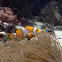 Clown Fish, Eel, and Jellyfish