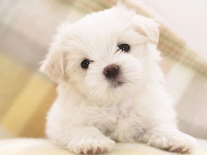 Free Cute Puppy Dog HD APK