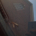 Baileya moth