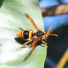 Large Mud-nesting Wasp