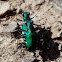 Six-spotted Tiger Beetles