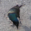 Grackle