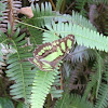Mariposa Verde Tropical