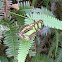 Mariposa Verde Tropical