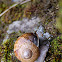 Bourgogne snail