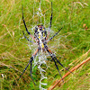 Banded Argiope