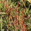 Sheep Sorrel