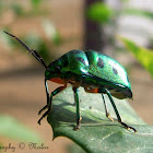 Lychee Shield Bug