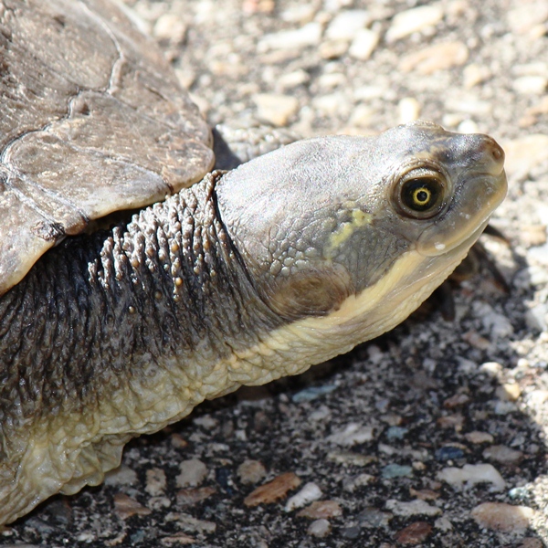 Krefft's Turtle (adult)