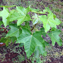 Kukui Nut Tree