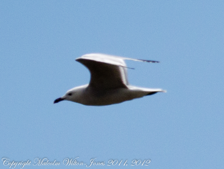 Audouin's Gull; Gaviota de Audouin