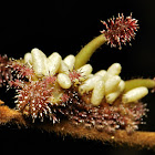 White Commodore Butterfly Caterpillar with Parasitic Wasp Cocoons