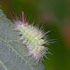 Pale Tussock caterpillar