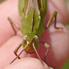 Northern green-striped grasshopper