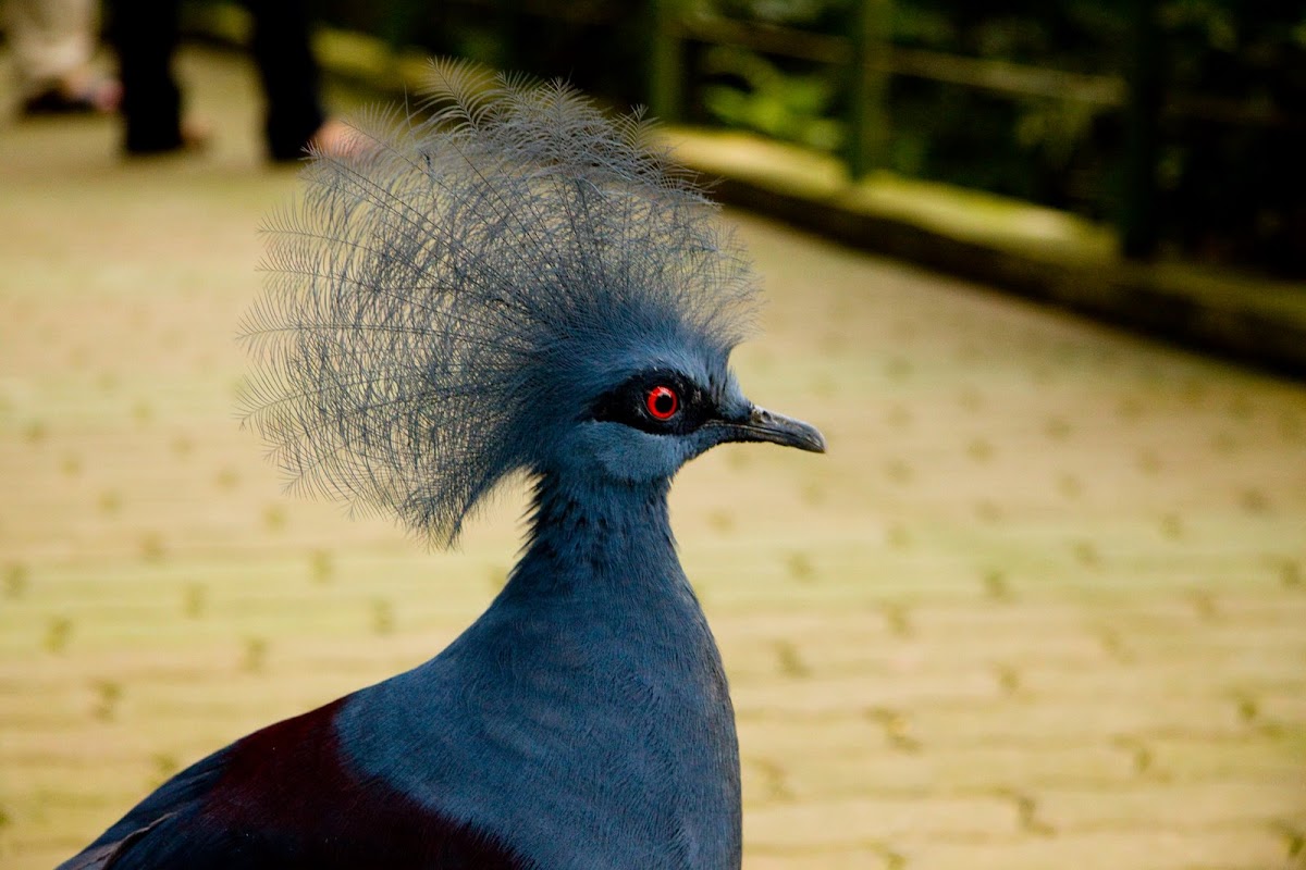 Blue Crowned Pigeon