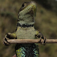 Reptiles Of Colombia