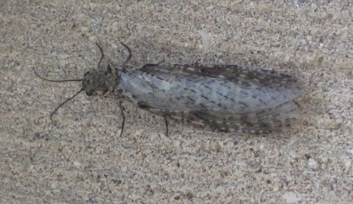 Spring Fishfly, female