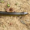 Cobra d'água (Water snake)