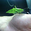 Katydid grasshopper