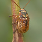 Case bearing leaf beetle