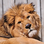 Lion, león