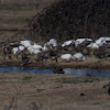 White-front/Snow/Ross's Goose
