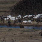 White-front/Snow/Ross's Goose