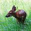 White-Tailed Fawn