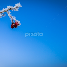 Frozen but still alive. by Serghei Savin - Nature Up Close Trees & Bushes