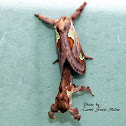 Spiny Oak-Slug Moths mating